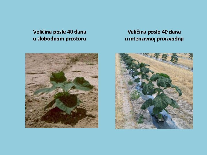 Veličina posle 40 dana u slobodnom prostoru Veličina posle 40 dana u intenzivnoj proizvodnji