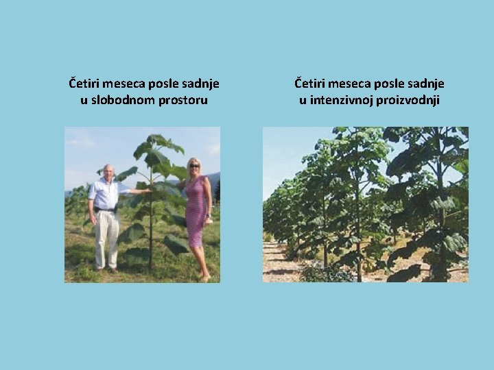 Četiri meseca posle sadnje u slobodnom prostoru Četiri meseca posle sadnje u intenzivnoj proizvodnji