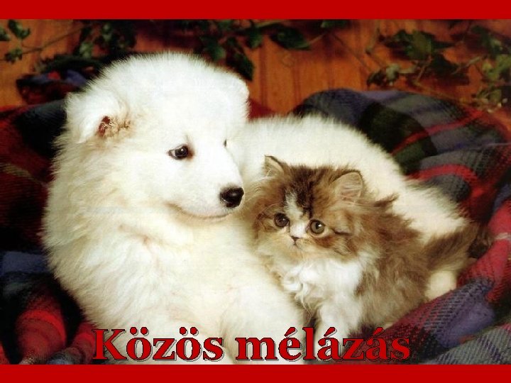 Közös mélázás 