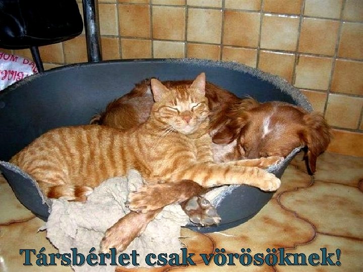 Társbérlet csak vörösöknek! Társbérlet csak vörösöknek!