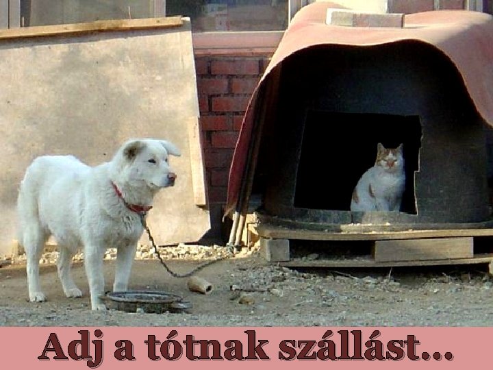 Adj a tótnak szállást… Adj a tótnak szállást…