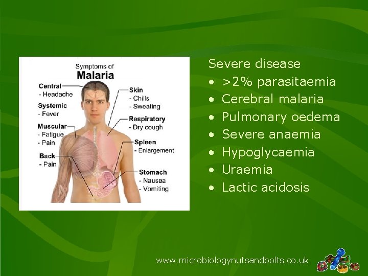 Severe disease • >2% parasitaemia • Cerebral malaria • Pulmonary oedema • Severe anaemia