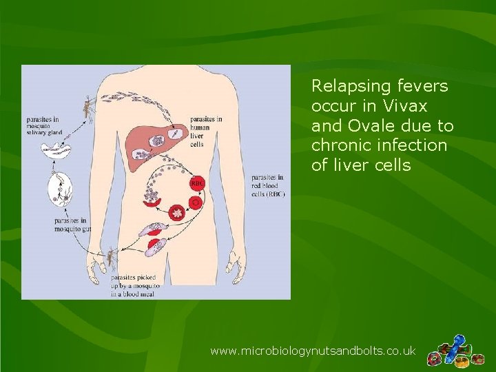 Relapsing fevers occur in Vivax and Ovale due to chronic infection of liver cells