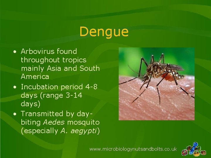 Dengue • Arbovirus found throughout tropics mainly Asia and South America • Incubation period