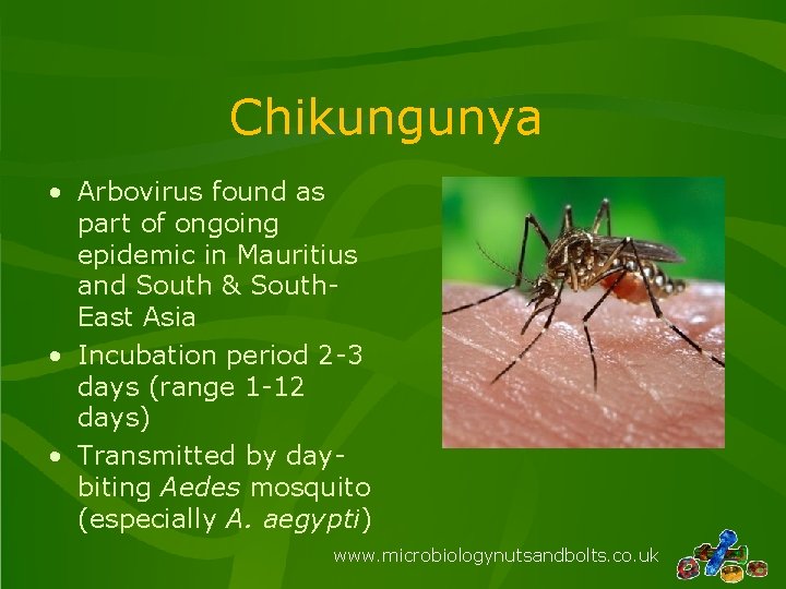 Chikungunya • Arbovirus found as part of ongoing epidemic in Mauritius and South &