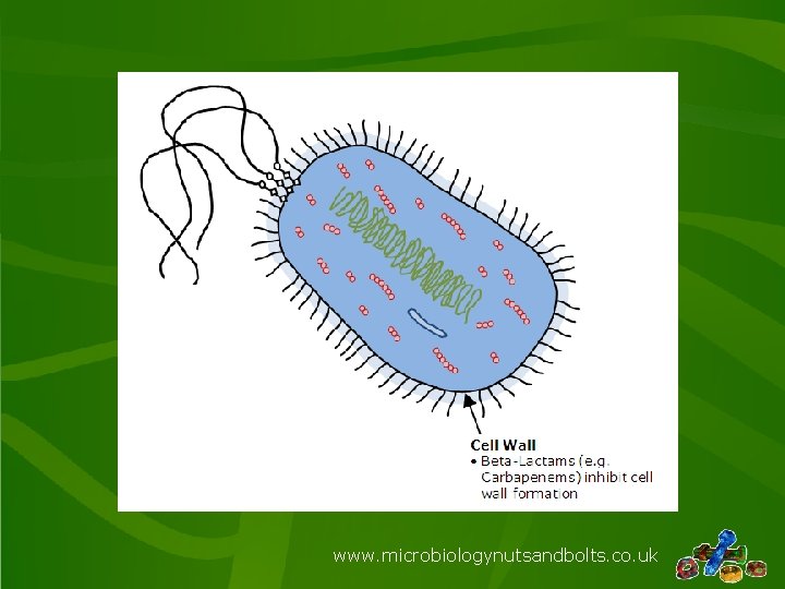 www. microbiologynutsandbolts. co. uk 