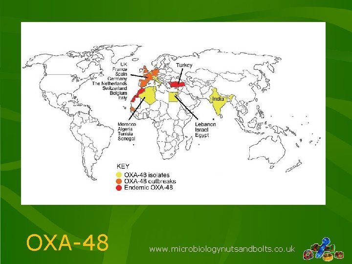 OXA-48 www. microbiologynutsandbolts. co. uk 
