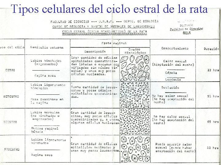 Tipos celulares del ciclo estral de la rata 