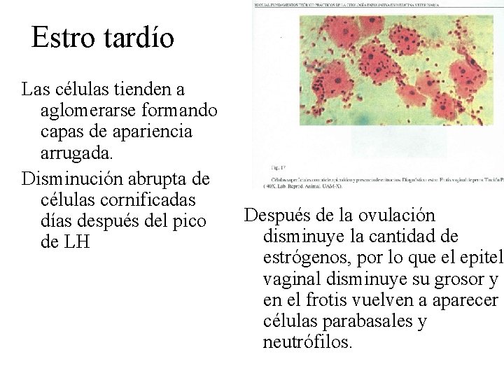 Estro tardío Las células tienden a aglomerarse formando capas de apariencia arrugada. Disminución abrupta