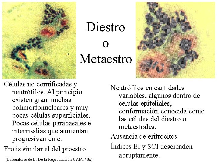 Diestro o Metaestro Células no cornificadas y neutrófilos. Al principio existen gran muchas polimorfonucleares