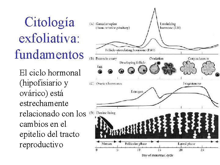 Citología exfoliativa: fundamentos El ciclo hormonal (hipofisiario y ovárico) está estrechamente relacionado con los