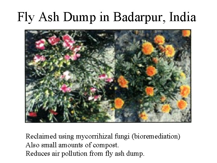 Fly Ash Dump in Badarpur, India Reclaimed using mycorrihizal fungi (bioremediation) Also small amounts