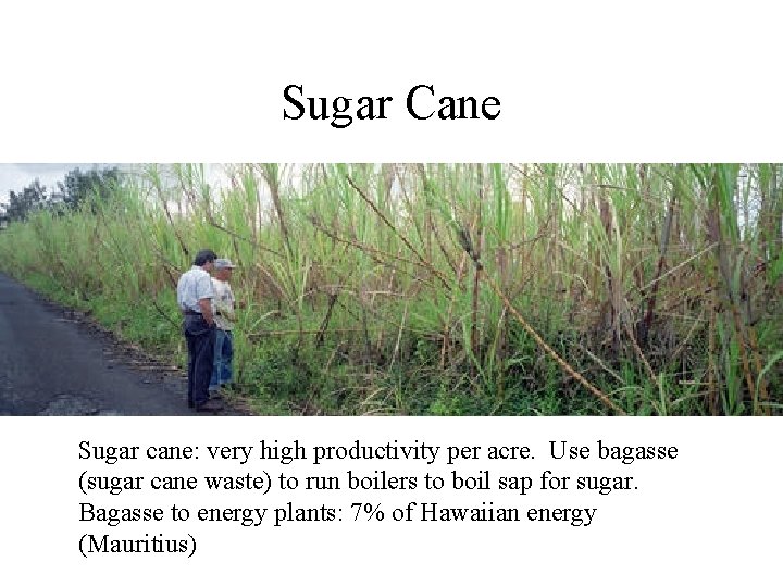 Sugar Cane Sugar cane: very high productivity per acre. Use bagasse (sugar cane waste)