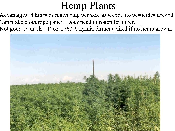 Hemp Plants Advantages: 4 times as much pulp per acre as wood, no pesticides