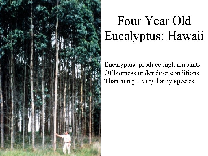 Four Year Old Eucalyptus: Hawaii Eucalyptus: produce high amounts Of biomass under drier conditions