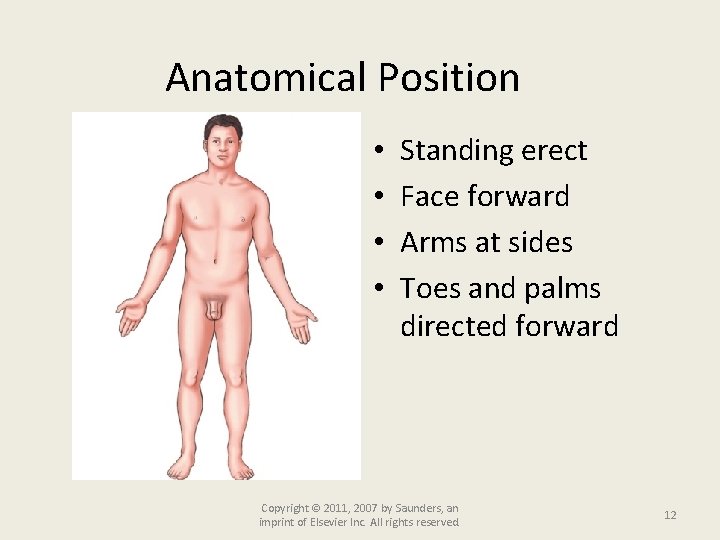 Anatomical Position • • Standing erect Face forward Arms at sides Toes and palms