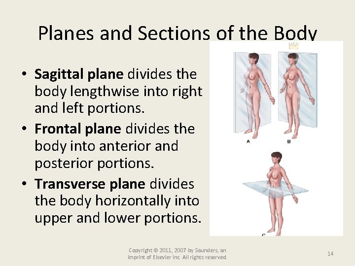 Planes and Sections of the Body • Sagittal plane divides the body lengthwise into
