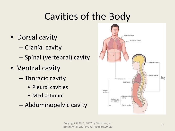 Cavities of the Body • Dorsal cavity – Cranial cavity – Spinal (vertebral) cavity