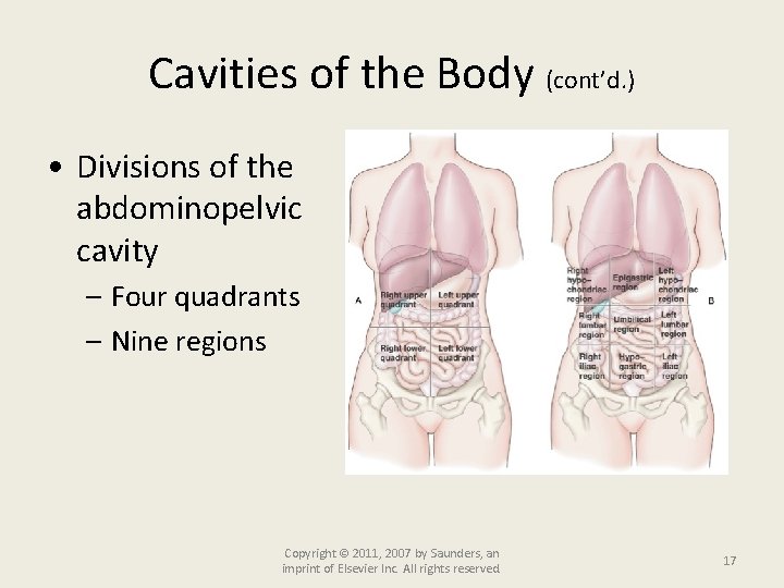 Cavities of the Body (cont’d. ) • Divisions of the abdominopelvic cavity – Four