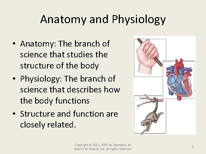 Anatomy and Physiology • Anatomy: The branch of science that studies the structure of