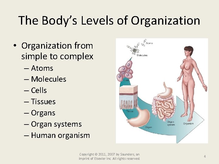 The Body’s Levels of Organization • Organization from simple to complex – Atoms –