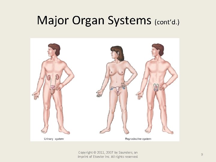 Major Organ Systems (cont’d. ) Copyright © 2011, 2007 by Saunders, an imprint of