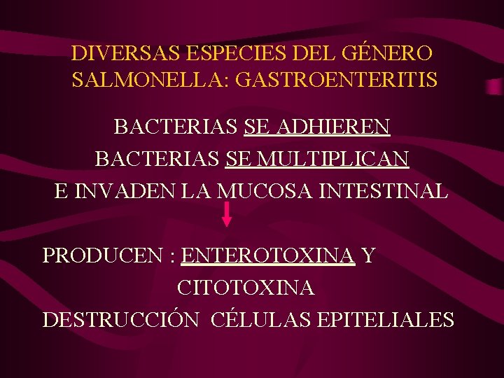 DIVERSAS ESPECIES DEL GÉNERO SALMONELLA: GASTROENTERITIS BACTERIAS SE ADHIEREN BACTERIAS SE MULTIPLICAN E INVADEN