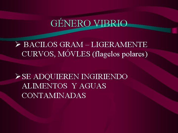 GÉNERO VIBRIO Ø BACILOS GRAM – LIGERAMENTE CURVOS, MÓVLES (flagelos polares) Ø SE ADQUIEREN