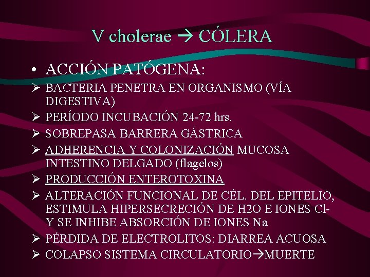 V cholerae CÓLERA • ACCIÓN PATÓGENA: Ø BACTERIA PENETRA EN ORGANISMO (VÍA DIGESTIVA) Ø