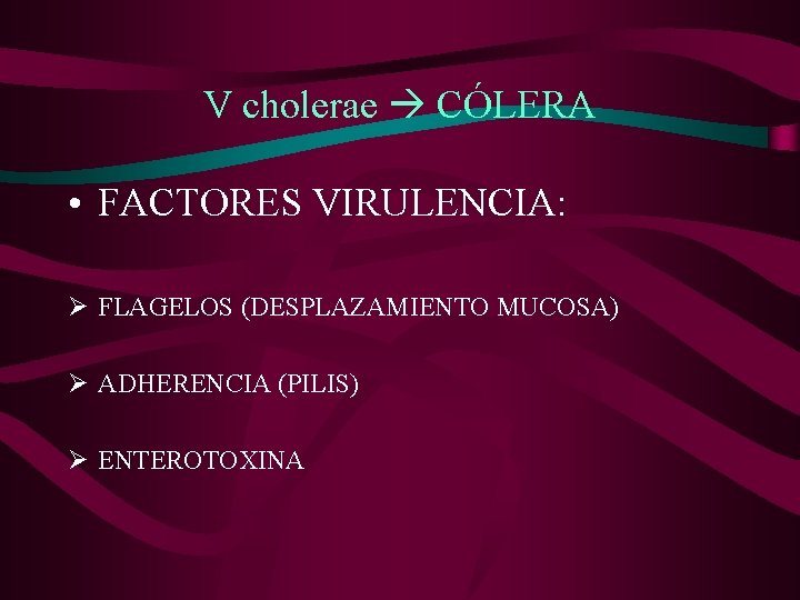 V cholerae CÓLERA • FACTORES VIRULENCIA: Ø FLAGELOS (DESPLAZAMIENTO MUCOSA) Ø ADHERENCIA (PILIS) Ø