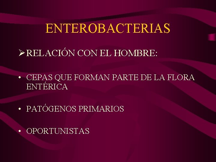 ENTEROBACTERIAS Ø RELACIÓN CON EL HOMBRE: • CEPAS QUE FORMAN PARTE DE LA FLORA