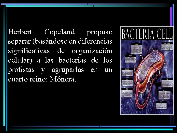 Herbert Copeland propuso separar (basándose en diferencias significativas de organización celular) a las bacterias