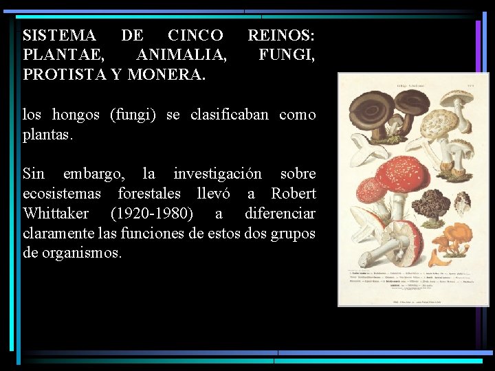 SISTEMA DE CINCO PLANTAE, ANIMALIA, PROTISTA Y MONERA. REINOS: FUNGI, los hongos (fungi) se