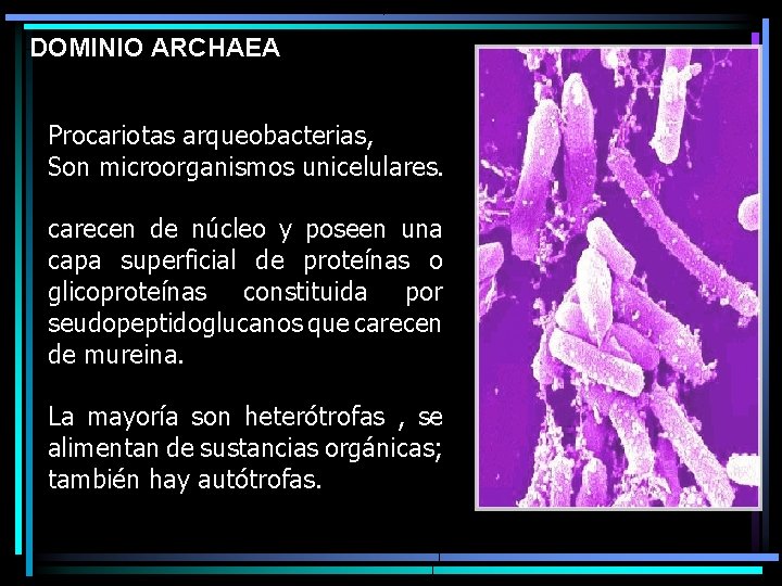 DOMINIO ARCHAEA Procariotas arqueobacterias, Son microorganismos unicelulares. carecen de núcleo y poseen una capa