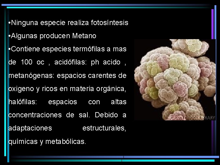  • Ninguna especie realiza fotosíntesis • Algunas producen Metano • Contiene especies termófilas