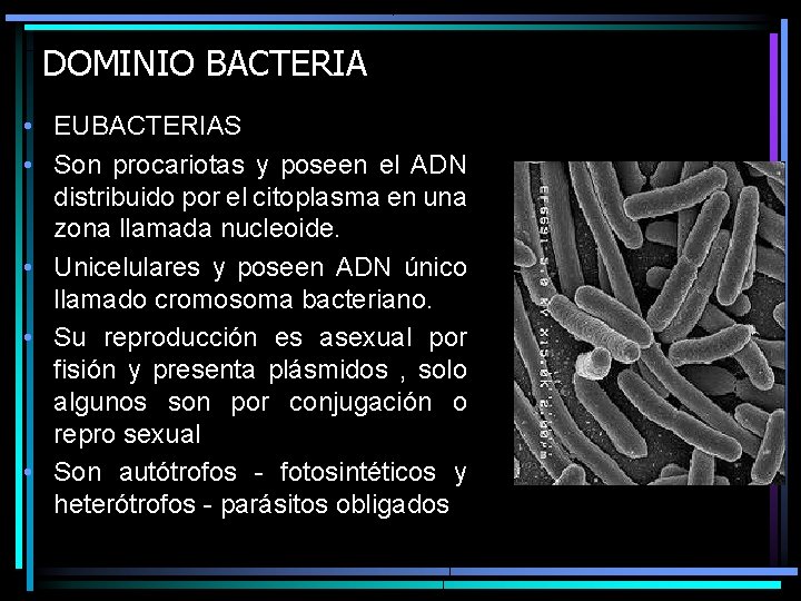 DOMINIO BACTERIA • EUBACTERIAS • Son procariotas y poseen el ADN distribuido por el