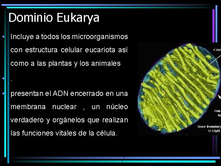 Dominio Eukarya • Incluye a todos los microorganismos con estructura celular eucariota así como