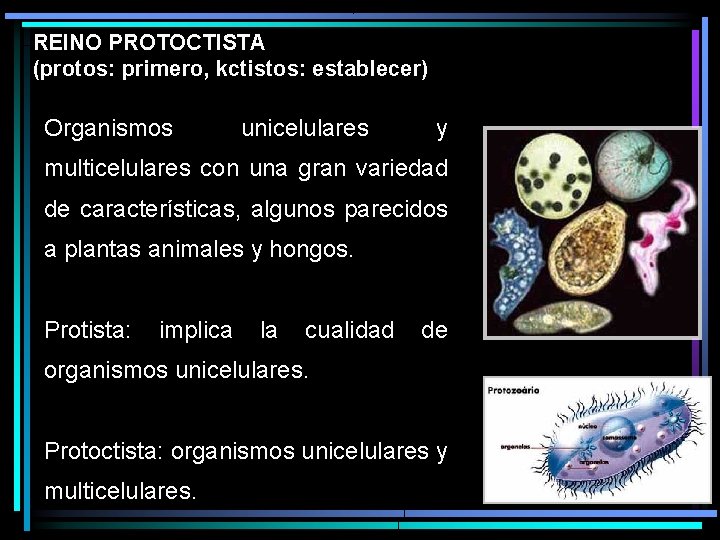 REINO PROTOCTISTA (protos: primero, kctistos: establecer) Organismos unicelulares y multicelulares con una gran variedad