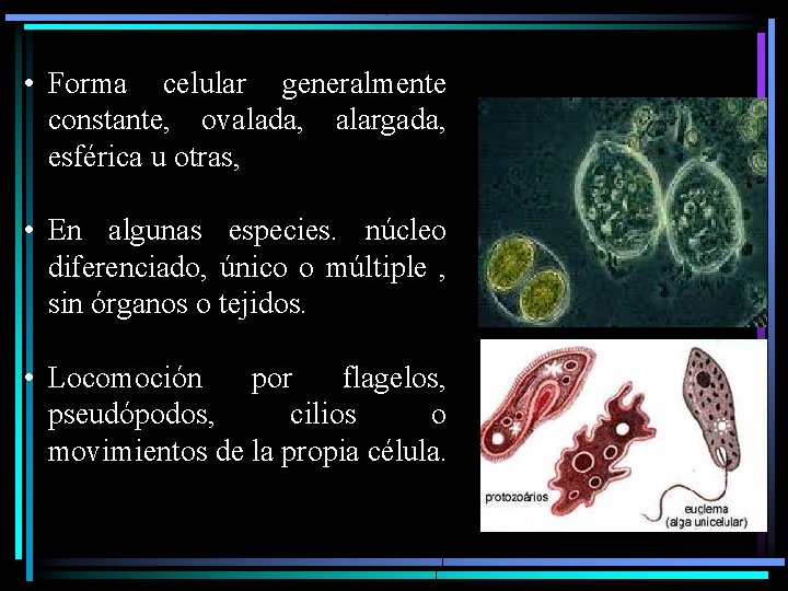  • Forma celular generalmente constante, ovalada, alargada, esférica u otras, • En algunas