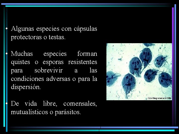  • Algunas especies con cápsulas protectoras o testas. • Muchas especies forman quistes