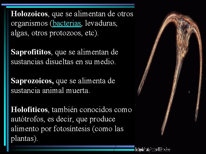 Holozoicos, que se alimentan de otros organismos (bacterias, levaduras, algas, otros protozoos, etc). Saprofititos,