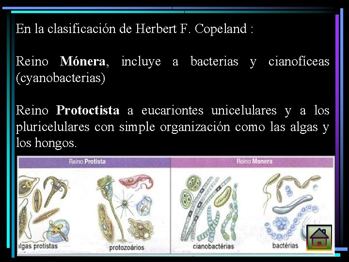 En la clasificación de Herbert F. Copeland : Reino Mónera, incluye a bacterias y