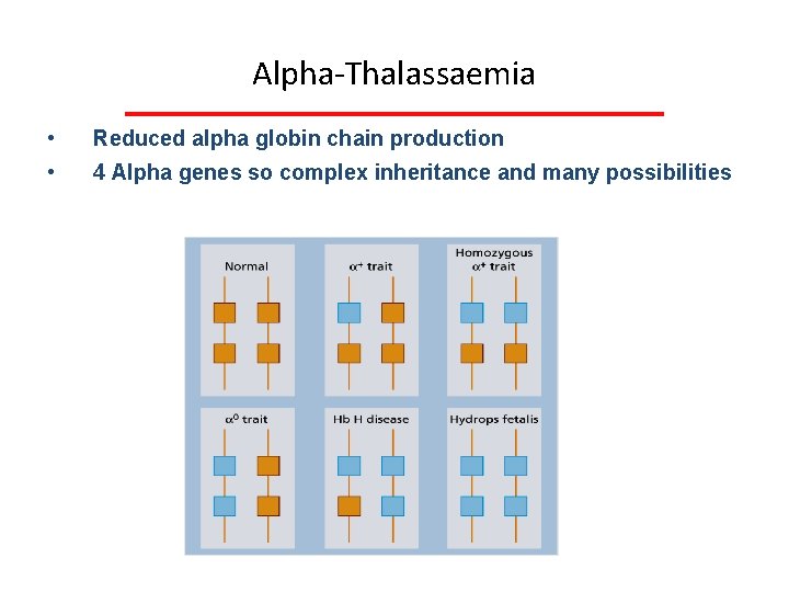 Alpha Thalassaemia • • Reduced alpha globin chain production 4 Alpha genes so complex