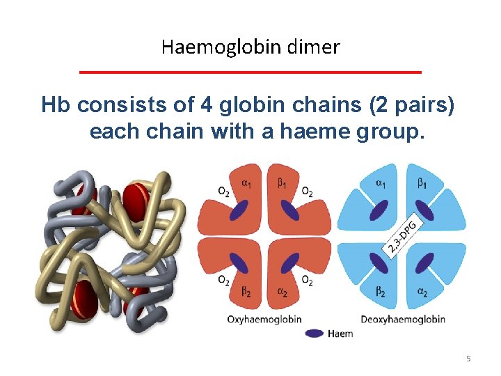 Haemoglobin dimer Hb consists of 4 globin chains (2 pairs) each chain with a
