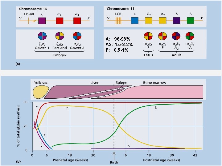 A: 96 -98% A 2: 1. 5 -3. 2% F: 0. 5 -1% 6