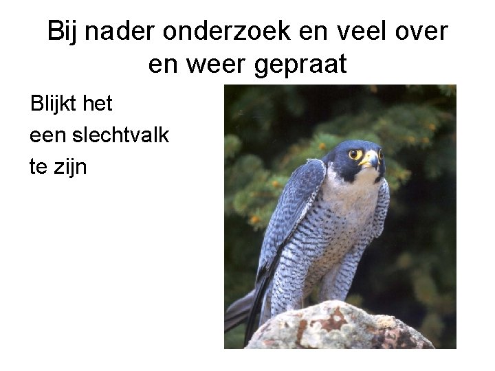 Bij nader onderzoek en veel over en weer gepraat Blijkt het een slechtvalk te