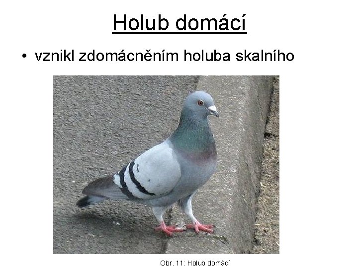 Holub domácí • vznikl zdomácněním holuba skalního Obr. 11: Holub domácí 