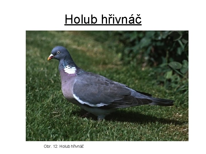 Holub hřivnáč Obr. 12: Holub hřivnáč 