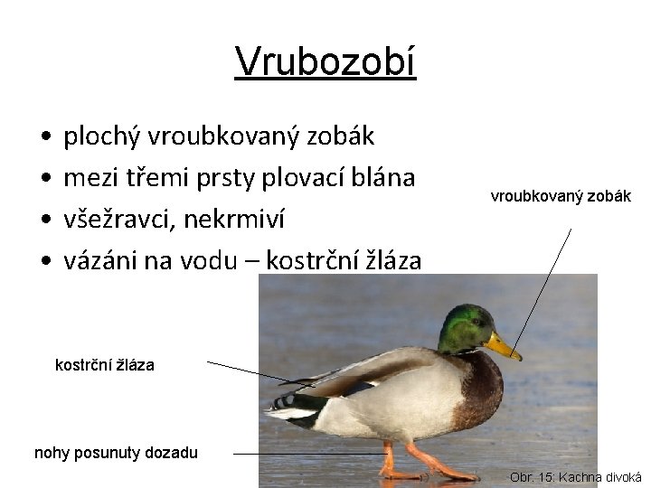 Vrubozobí • • plochý vroubkovaný zobák mezi třemi prsty plovací blána všežravci, nekrmiví vázáni