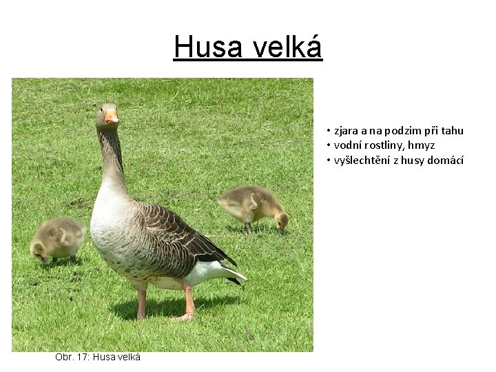 Husa velká • zjara a na podzim při tahu • vodní rostliny, hmyz •